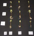 Fig. 2. Effect of soil and tray cell size on the growth characteristic of top cutting(m) at 26th.