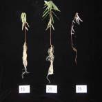 Fig. 6. Effect of temperature on the growth characteristic in Codariocalyx motorius Houtt. 5. 비배관리기술개발 실험 1. 양액농도비교도무초의농가생산목적및가정에서의관리에대한기초자료를수집하고자시험을수행하였다.