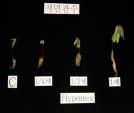 Left: Nutrient solution for lily, Middle: Nutrient