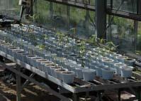 Table 5. Effects of different medium on the mineral contents in root of Codariocalyx motorius Houtt. on 9 weeks after transplanting by C-channel sub-irrigation system. Medium z P K Ca Mg Na T 1.27 39.