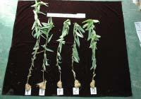 Fig. 2. Effects of medium on the growth characteristics of Codariocalyx motorius Houtt. on 9 weeks after transplanting by C-channel sub-irrigation system.