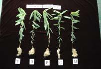 Fig. 4. Effects of medium on the growth characteristics of Codariocalyx motorius Houtt. on 9 weeks after transplanting by mat sub-irrigation system.