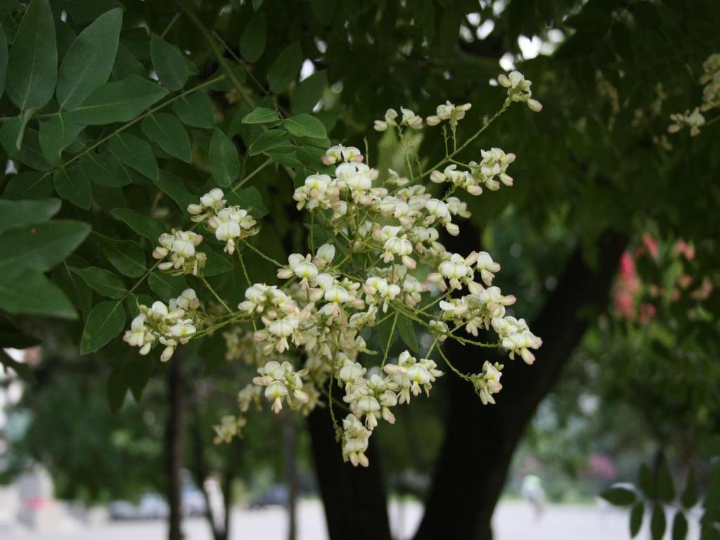 10. 회화나무 음양성 : 양수 회화나무 Sophora japonica 수형 :