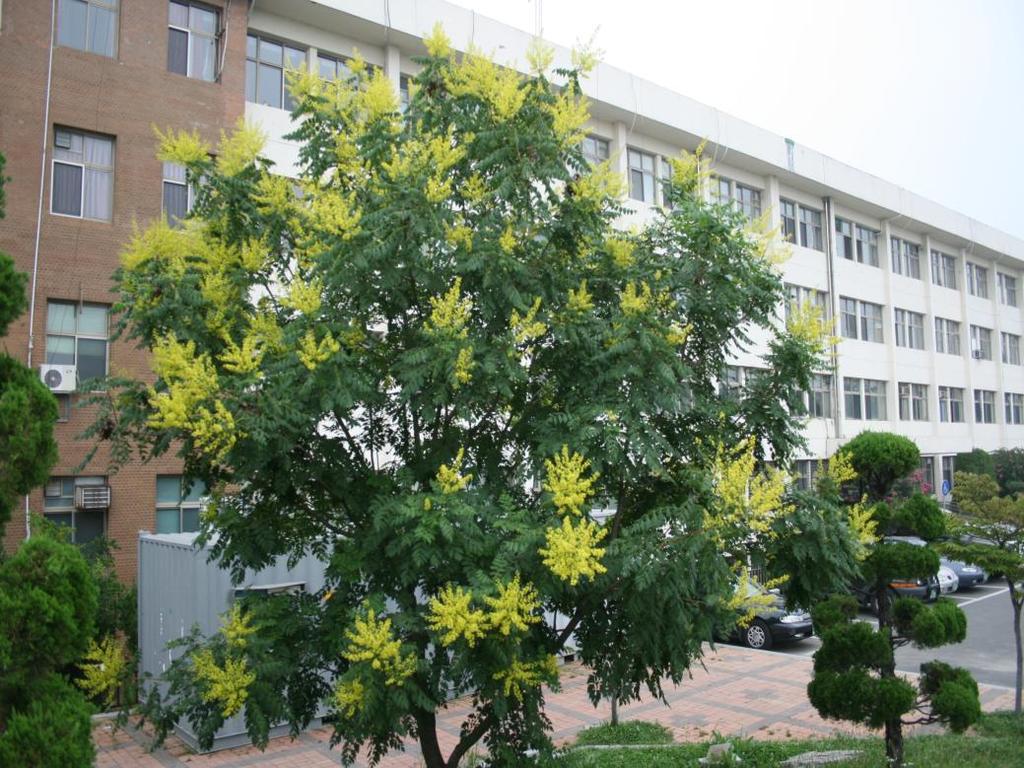 20. 모감주나무 음양성 : 양수 모감주나무 Koelreuteria paniculata 수형