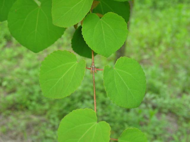 9. 계수나무 음양성 : 중용수 계수나무 Cercidiphyllum japonicum 성상 :