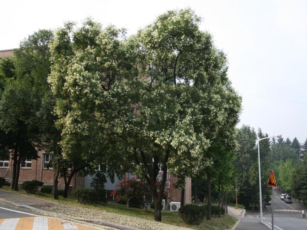19. 회화나무 음양성 : 양수 회화나무 Sophora japonica 성상 :