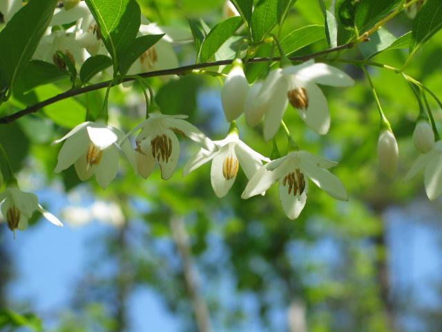 27. 때죽나무 음양성 : 양수 생장속도 : 느림 건습성 : 적습 때죽나무 Styrax japonica 성상 :