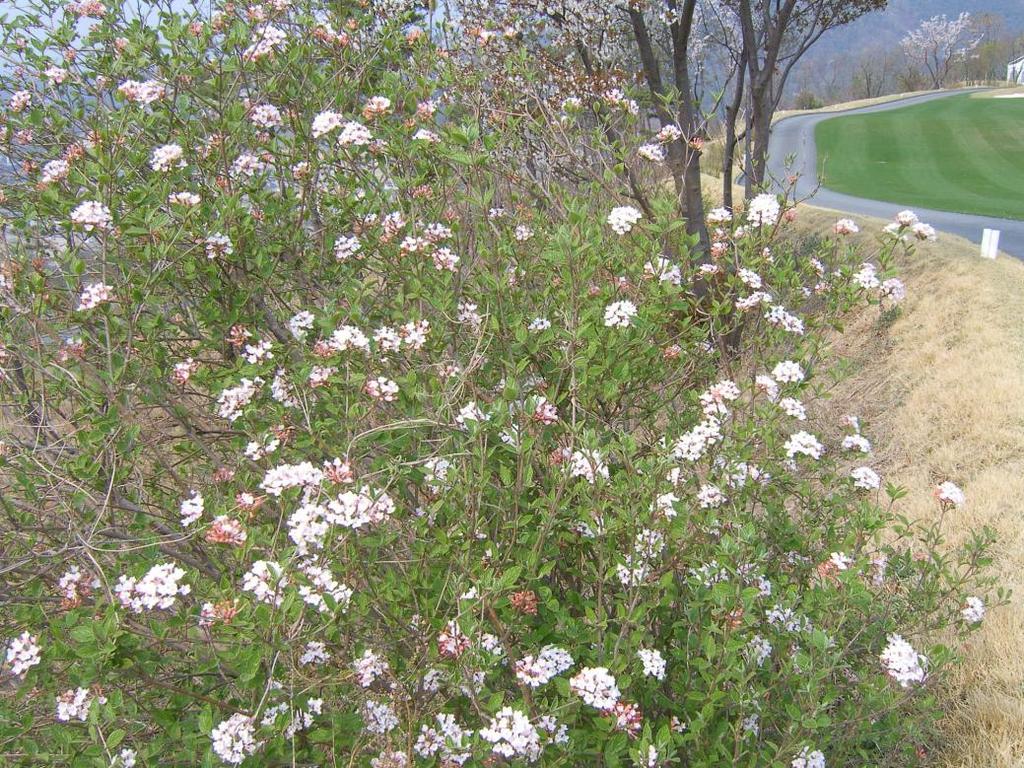 33. 분꽃나무 음양성 : 양수 생장속도 : 느림 분꽃나무 Viburnum carlesii