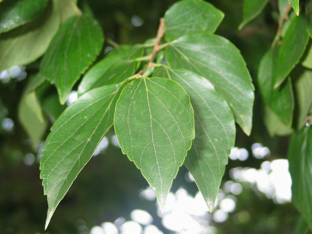 3. 팽나무 음양성 : 양수 생장속도 : 보통 팽나무 Celtis sinensis 성상 :