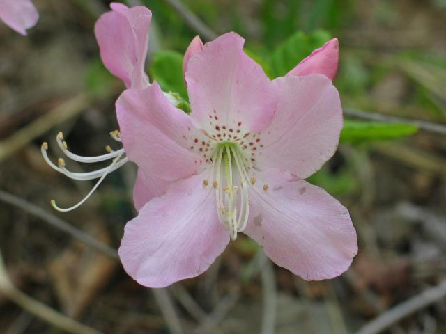 산철쭉 Rhododendron