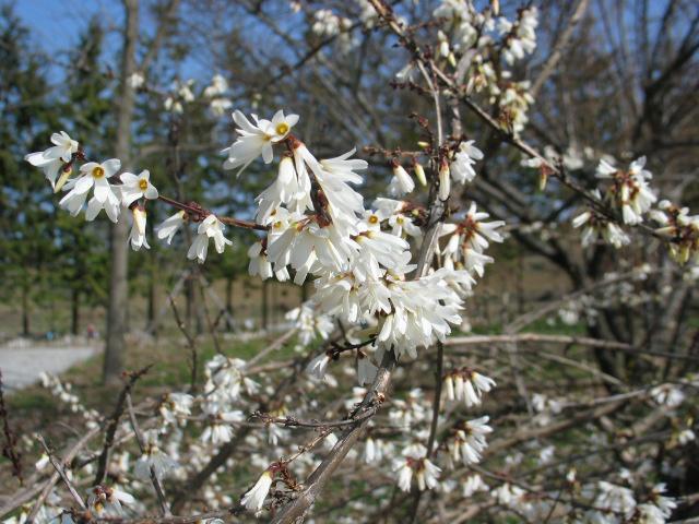 japonica 개화기 : 2-5 월