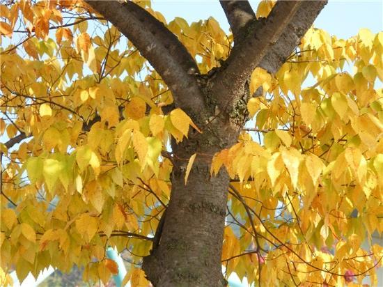 4. 느티나무 음양성 : 중용수 생장속도 : 보통 느티나무 Zelkova serrata 성상 :
