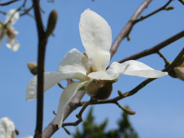 5. 목련 음양성 : 양수 생장속도 : 느림 목련 Magnolia kobus 성상 :