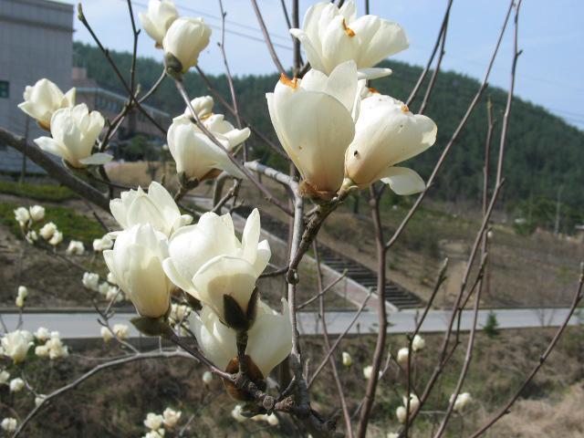 6. 백목련 토성 : 양토 음양성 : 양수 생장속도 : 중간 백목련 Magnolia