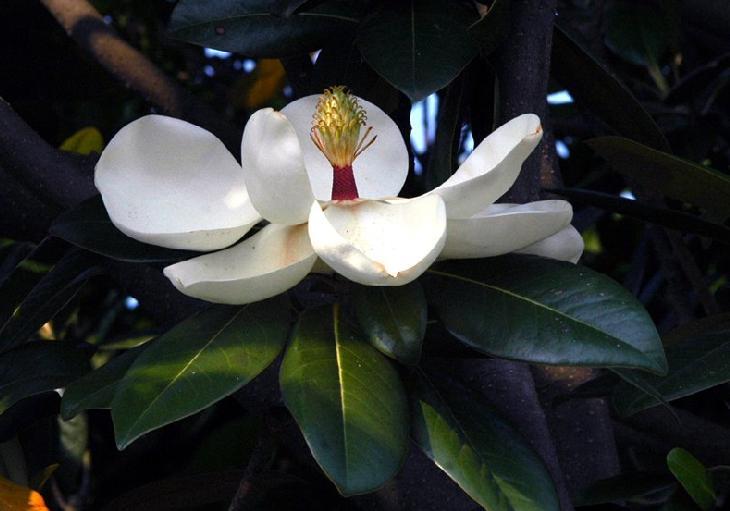 7. 태산목 내한성 : 약함 음양성 : 중용수 태산목 Magnolia grandiflora 성상 :