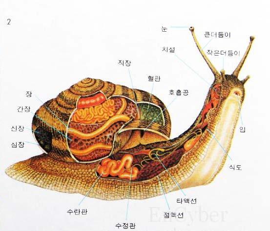 (8) 군소나민달팽이와같이대부분이바다에서서식하며원시적인아가미구조를갖고패각이없는원시복족류 ( 후새류 ; opistobranchia) 와소라나전복,