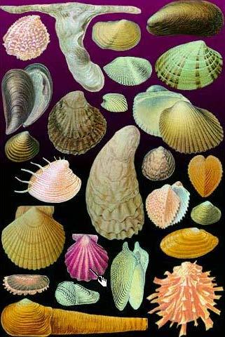 6. 부족류 (Pelecypoda) 1) 굴, 백합과같이 2 장의패각 (shell) 을가진종류로이매패류 (Bivalvia) 라고도한다. 2) 아가미는호흡외에먹이를모으는구실도한다.