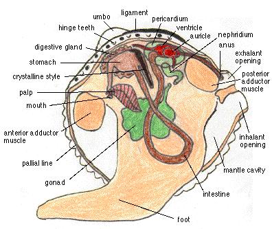 5) 패각의안쪽에는전폐각근 (anterior adductor muscle) 과후폐각근 (posterior adductor muscle) 이있어패각을열고닫는작용을한다. 6) 외투막 (mantle) 은몸통에달려있으며근섬유에의하여패각에부착된다.