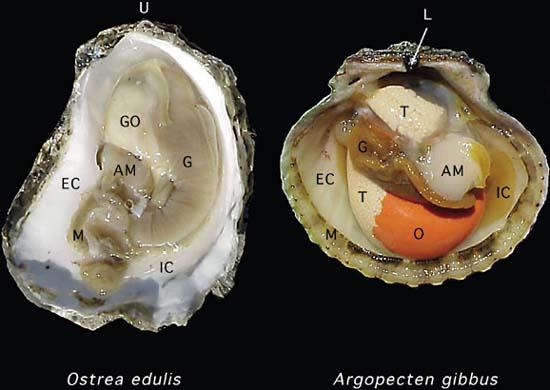 Figure 8: The soft tissue anatomy of the European flat oyster, Ostrea edulis, and the calico scallop, Argopecten gibbus, visible following removal of one of the shell valves.