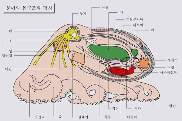 7. 두족류 (Cephalopoda) 1) 연체동물중가장구조가잘발달한무리로, 앵무조개 (chambered nautilus), 오징어, 낙지, 문어등이있다. 2) 두부는비교적잘발달하였으며, 몸은좌우대칭이다.