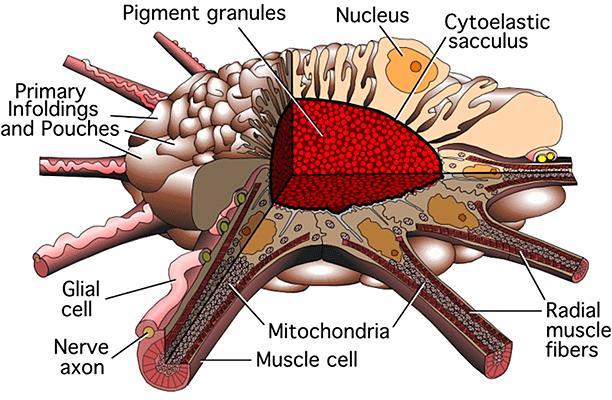 surface expanding the chromatophore match itself to any