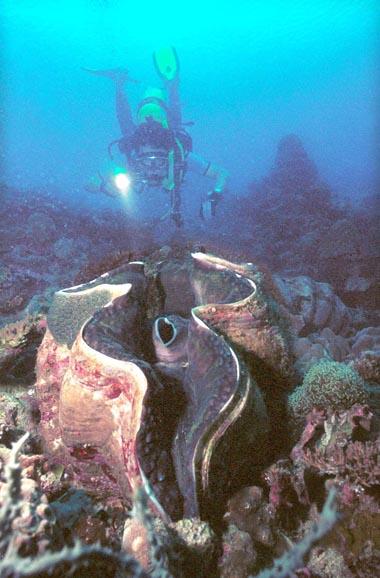 사람잡아먹는식인조개대왕조개 일본과대만의중간수역, 수면에서 200m 에이르는광범위한수심에성체의길이가 1.5m 무게가 200kg 에이르는대왕조개 ( 학명 / Tridacna gigas) 가살고있다고해요.