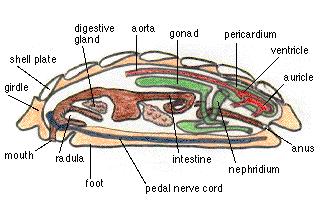 2. 다판류 (Polyplacophora) 1) 8