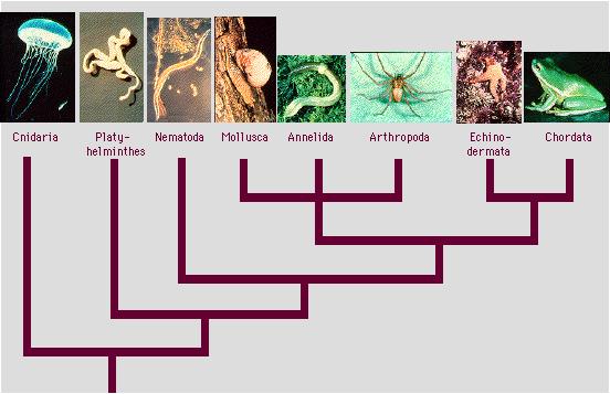 2. 절지동물 (Arthropoda) 1) 절지동물은화석으로남아있는삼엽충류 (Trilobita) 와협각류