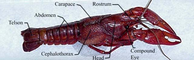 3) 원칙적으로체절 (segment) 마다관절이있는부속지 (jointed appendage) 를가지는데,