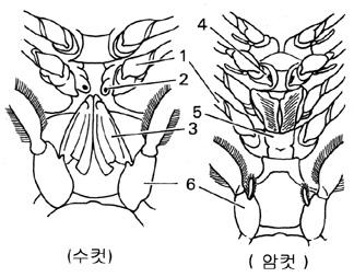 1, 제 5 흉각 ;