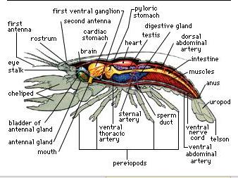8) 신경계는두부에있는뇌와각몸마디의신경절 (ganglion) 이연결된중추신경과이중추신경에서여러기관으로뻗어있는신경으로구성된다.