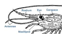 (1) 새우류는눈과꼬리를제외하고 19 마디로되어있으며, 크게 8 마디의두흉부 (cephalothorax) 와 6