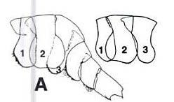 (4) 각체절을이루는외골격은배판 (tergum=tergite) 과복판 (sternum), 그리고측판 (pleuron) 으로이루어져있다.