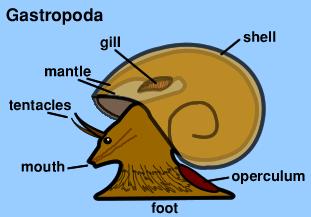 4. 복족류 (Gastropoda) (1) 연체동물중가장많은종으로이루어져있으며, 소라 (spiny turban shell ; Batillus cornutus), 전복, 다슬기 (melanian snail ; Semisulcospira libertina), 달팽이 (land snail ; Acusta despecta) 등이이에속한다. 서식지의분포도굉장히넓다.