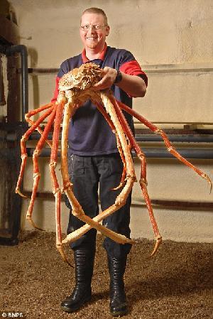 영국에서 ' 대왕게 ' 잡혀 다리끝에서반대쪽끝까지길이가 3m 가넘는 대왕게 가잡혔다고영국의데일리메일이 11 일보도했다. 영국에서지금껏잡힌것가운데가장큰것으로추정되는이게는 크랩질라 (crabzilla) 라는별명이붙었다. 영어의게 (crab) 와영화에등장했던공룡모양의거대한괴물 고질라 (gozilla) 를합친말이다.