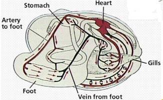 * Circulatory system in animals 1.