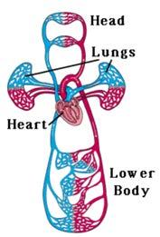 cavities, where tissues are surrounded by the blood. 2)