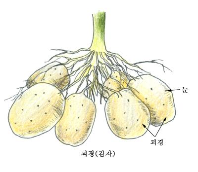 줄기 (Stem) 식물체를지지하는기계적인역할, 수분이나동화물질을전달하는통도조직 ( 통도, 저장, 기계조직 ) 양치류, 피자, 나자식물