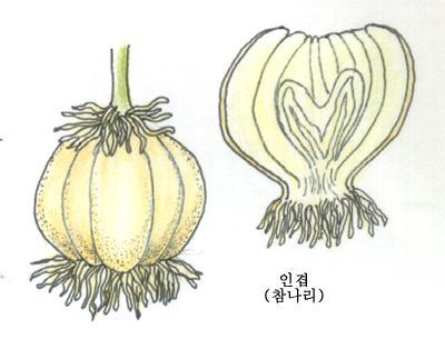 종합약용식물학 ( 학창사 ) 타립경 ( 蔓 ): 자력으로서있지못함. 덩굴성포복경 : 지표혹은반지하로수평으로뻗어가는줄기.