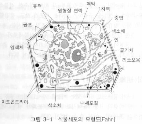 약용식물의형태 외부형태학, 식물해부학, 내부형태학 ( 현미경 ) 세포 조직 기관 - - 개체 세포 (Cell) 식물세포와동물세포의다른점 : 세포벽, 공포, 색소체 세포벽 : 일차세포벽 : 원형질에서분비되는당질로만들어지며, cellulose 가주성분.