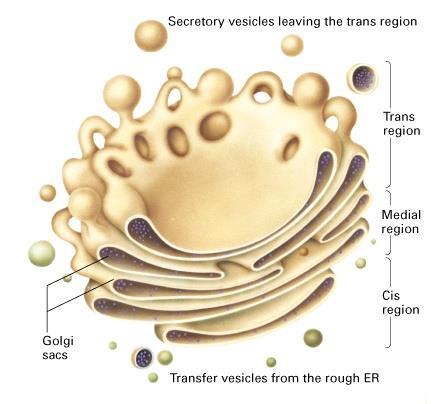 The Golgi complex (Dictyosome) Modifies and sorts most ER products Key Features series of flattened compartments & vesicles composed of 3 regions: