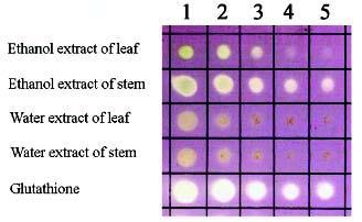DPPH가검정하고자하는활성물질로부터전자를받아환원되면서색깔이변화함 ( 보라색 옅은오렌지색 )