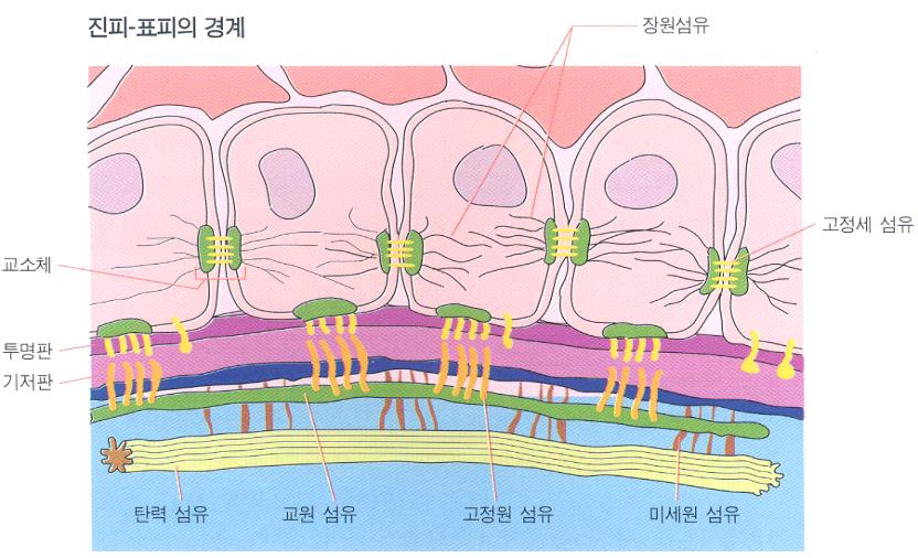 0 피부의해부학적구조및생리적기능 7 진피 - 표피의경계 기저막대유동성의반투과성여과지방어막지지대상처치유과정에관여 11 0 피부의해부학적구조및생리적기능 8 진피 표피두께의 10~40배세포, 섬유조직,