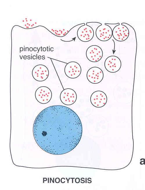 (pinocytosis) <