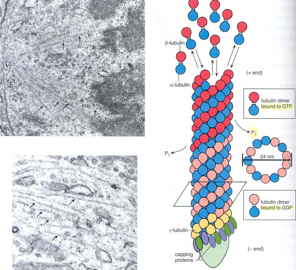 미세관 (microtubule) 길고, 곧으며, 딱딱한작은관형태로세포속에서도로역할, 13 개의평행한 profilament 로구성