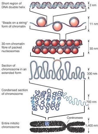 염색질 (chromatin) 뭉친염색질 (heterochromatin) 퍼진염색질 (euchromatin) 뉴클레오솜 (nucleosome) 히스톤 (histone)