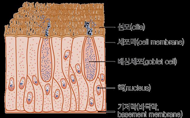 4 위중층원주섬모상피 (ciliated epithelium) 원주상피의변형으로세포표면에털과같은운동성을갖고있는섬모 (cilia)