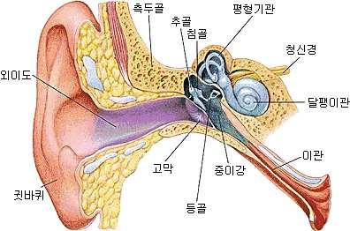 소음성난청과약국경영 (1) 저자김성철영남대학교임상약학대학원겸임교수약학정보원학술자문위원 개요 소음성난청은노화와관련된난청다음으로유병률이높은난청유형으로환경적요인과유전적소인의복합적인작용으로발생된다. 우리나라의통계는없지만많은문헌에따르면전인구의약 1.7% 가소음성난청에의한장애를가지고있는것으로알려져있다.