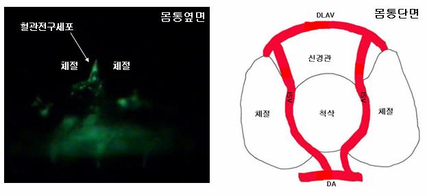 4 Vessel (DLAV) 사이에혈관이형성되는데필요한혈관전구세포들은 3-4개정도라고한다. (Child et. al, 2002) ( 그림2) A B 그림 2. ISV의형성혈관에서 GFP를발현하도록만든형질전환물고기 Tg(fli1:egfp) 를이용하여, 체절사이로혈관전구세포가이동하는모습을찍은사진이다 (A).