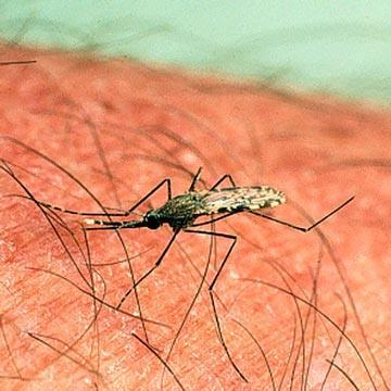 1. 유럽에서말라리아 (malaria) 에대한매개충 2.
